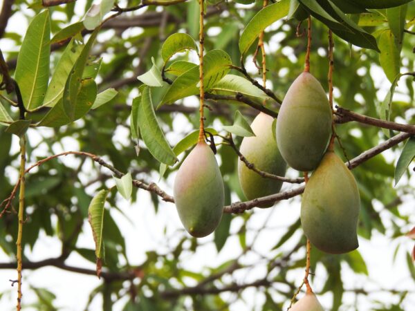 Benefits of Eating Mango During Pregnancy