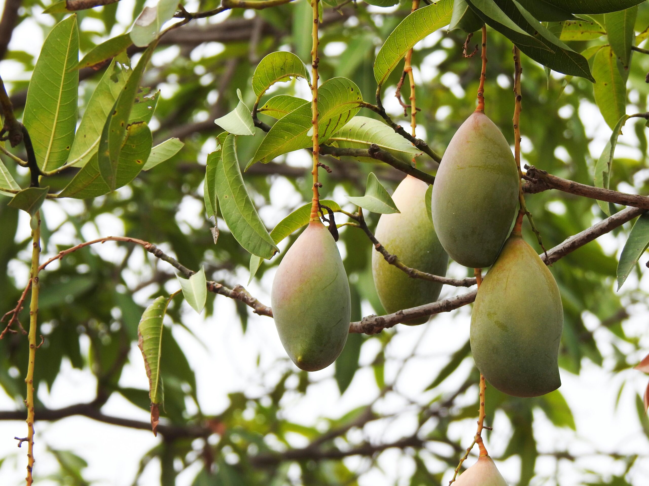 Benefits of Eating Mango During Pregnancy