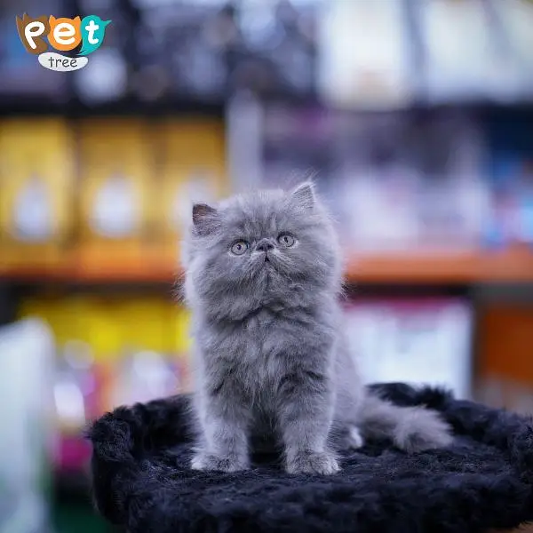 Adorable Kittens | Persian Kitten | Peke Kitten